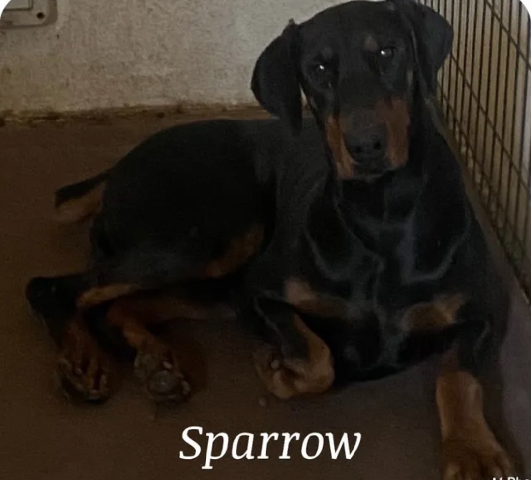 Sparrow, an adoptable Doberman Pinscher in Canyon, TX, 79015 | Photo Image 1