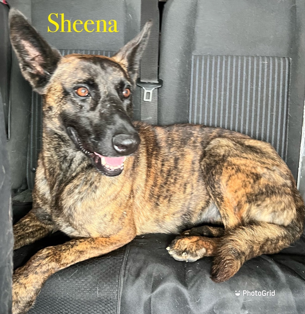 Sheena , an adoptable Dutch Shepherd in Canyon, TX, 79015 | Photo Image 1