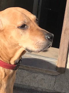 Lucia, an adoptable Labrador Retriever in Westminster, CO, 80021 | Photo Image 1