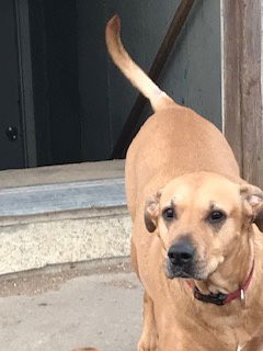 Lucia, an adoptable Labrador Retriever in Westminster, CO, 80021 | Photo Image 3