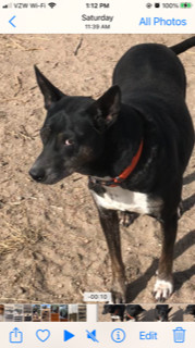 Tracy, an adoptable Labrador Retriever, Border Collie in Westminster, CO, 80021 | Photo Image 1