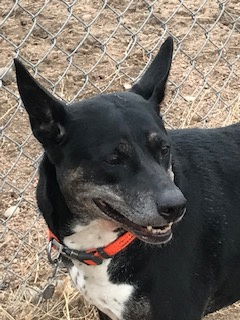 Tracy, an adoptable Labrador Retriever, Border Collie in Westminster, CO, 80021 | Photo Image 1