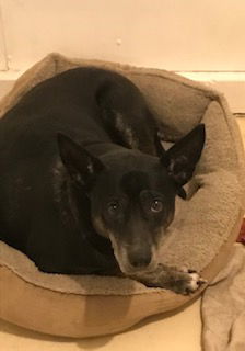 Tracy, an adoptable Labrador Retriever, Border Collie in Westminster, CO, 80021 | Photo Image 2