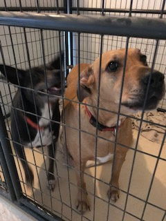 Tracy, an adoptable Labrador Retriever, Border Collie in Westminster, CO, 80021 | Photo Image 3