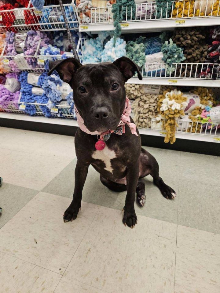Gypsy, an adoptable Boston Terrier & Pit Bull Terrier Mix in Kansas City, MO_image-1