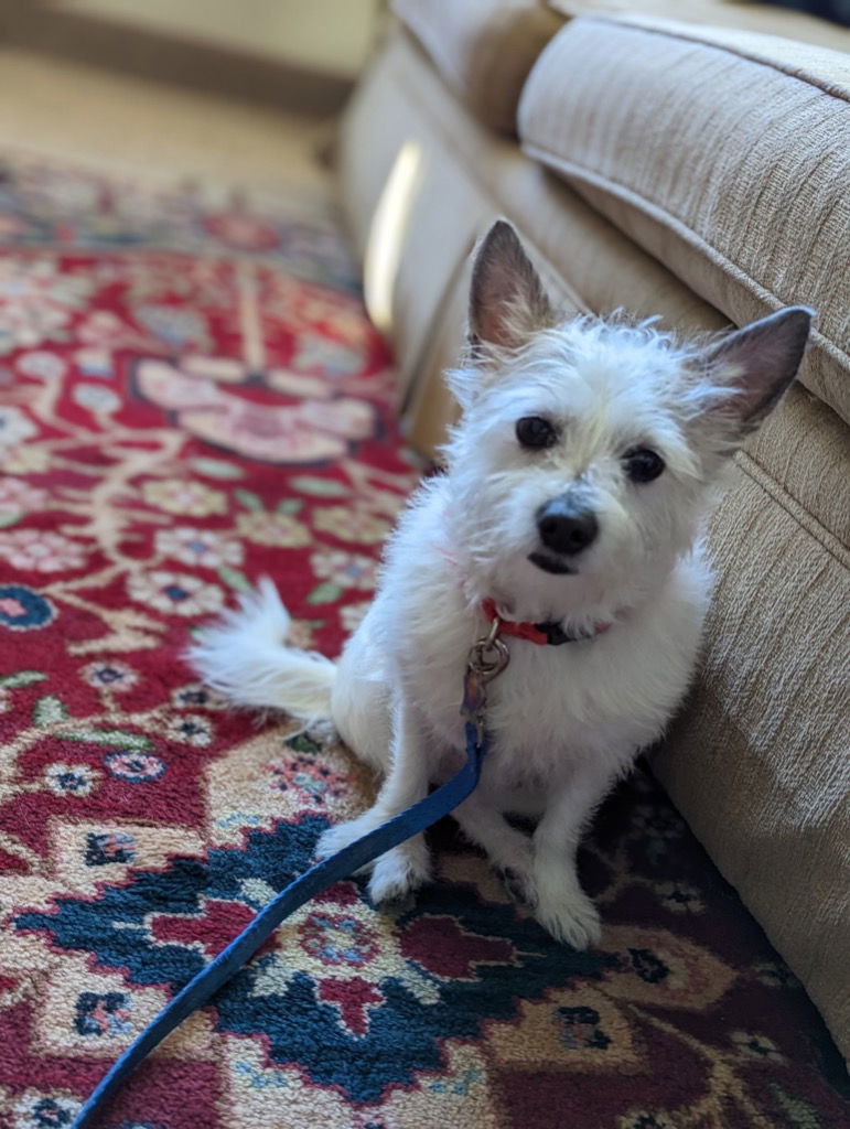 Astor, an adoptable West Highland White Terrier / Westie, Cairn Terrier in Davis, CA, 95617 | Photo Image 1