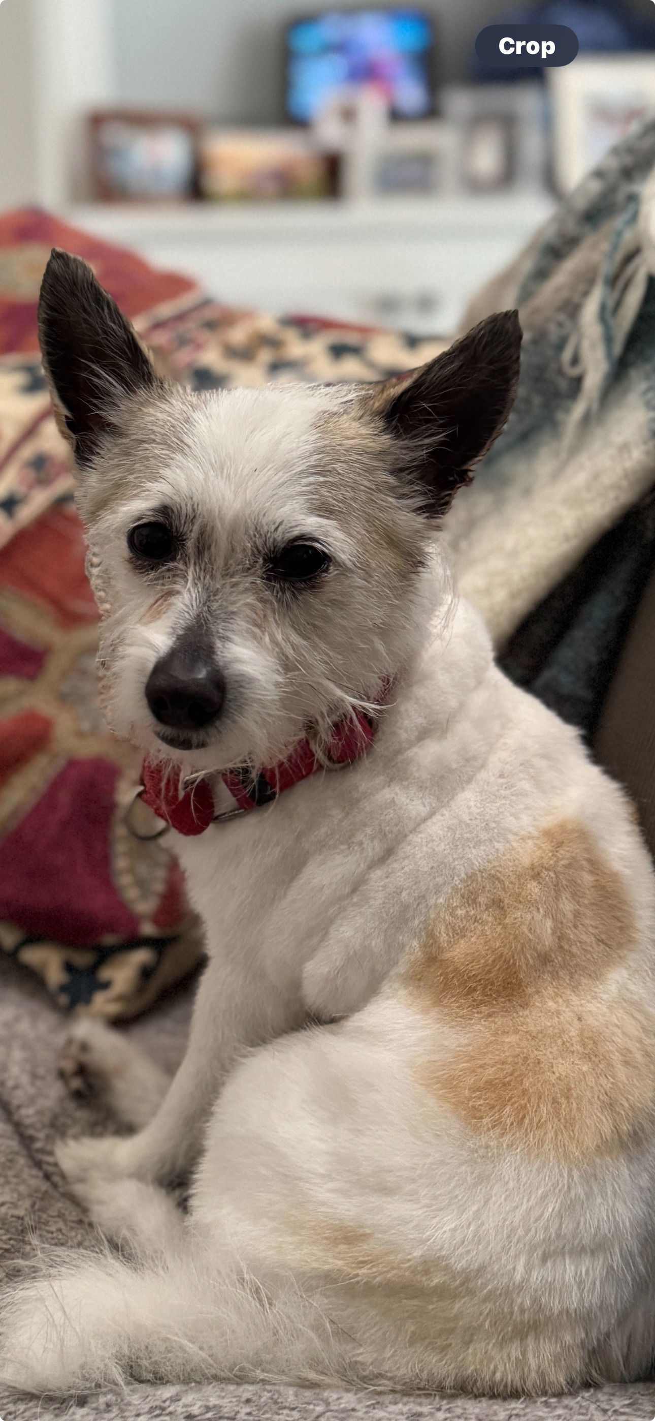 Astor, an adoptable West Highland White Terrier / Westie, Cairn Terrier in Davis, CA, 95617 | Photo Image 1