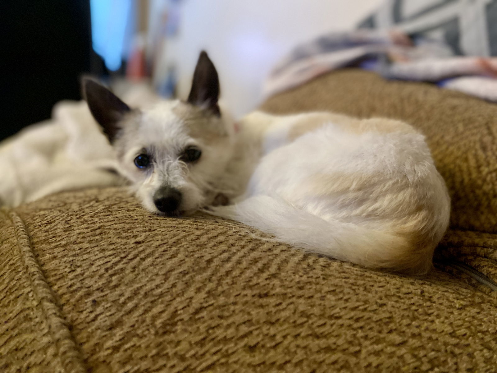 Astor, an adoptable West Highland White Terrier / Westie, Cairn Terrier in Davis, CA, 95617 | Photo Image 1