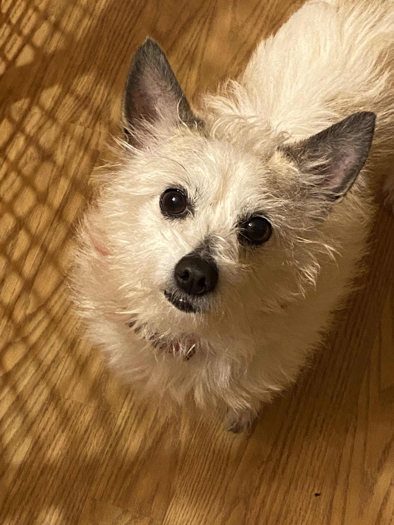 Astor, an adoptable West Highland White Terrier / Westie, Cairn Terrier in Davis, CA, 95617 | Photo Image 2