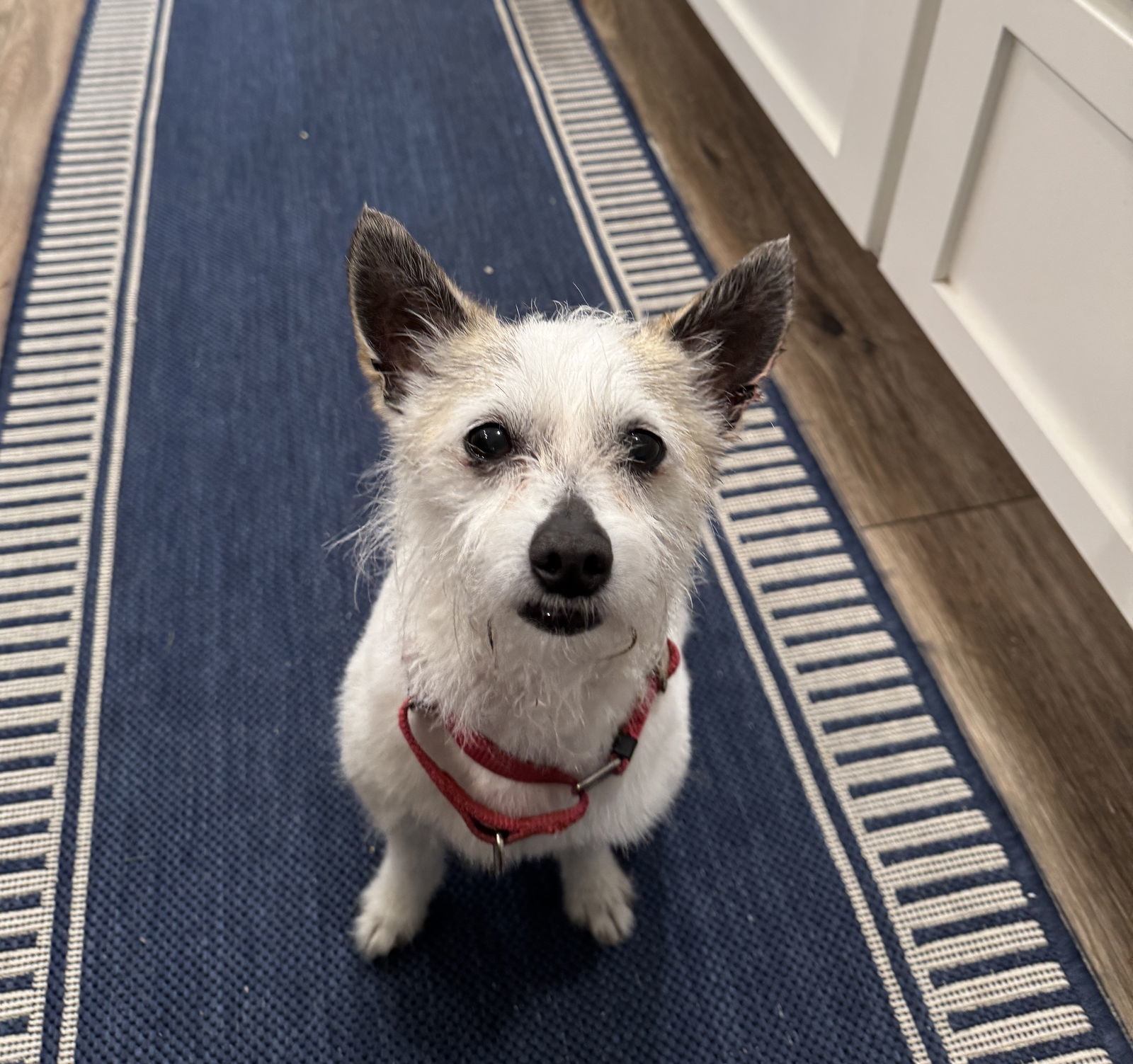 Astor, an adoptable West Highland White Terrier / Westie, Cairn Terrier in Davis, CA, 95617 | Photo Image 2