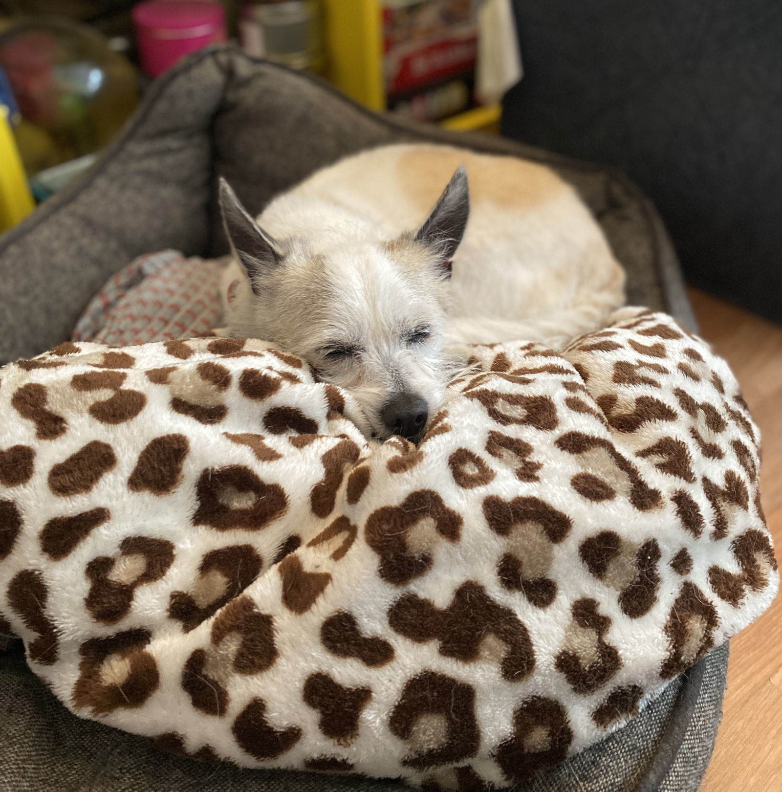 Astor, an adoptable West Highland White Terrier / Westie, Cairn Terrier in Davis, CA, 95617 | Photo Image 2