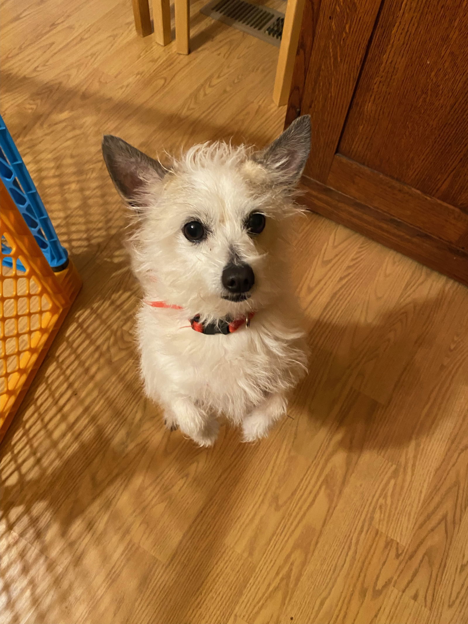 Astor, an adoptable West Highland White Terrier / Westie, Cairn Terrier in Davis, CA, 95617 | Photo Image 3