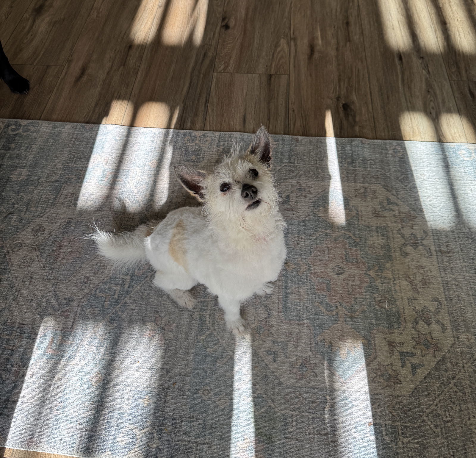 Astor, an adoptable West Highland White Terrier / Westie, Cairn Terrier in Davis, CA, 95617 | Photo Image 3