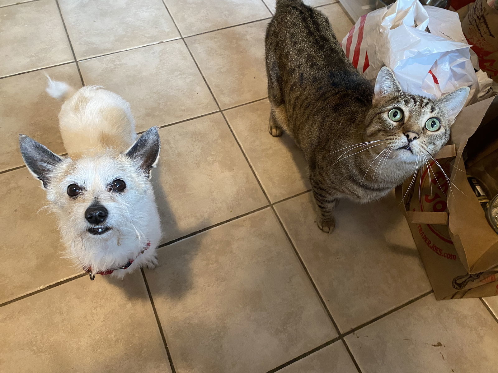 Astor, an adoptable West Highland White Terrier / Westie, Cairn Terrier in Davis, CA, 95617 | Photo Image 3