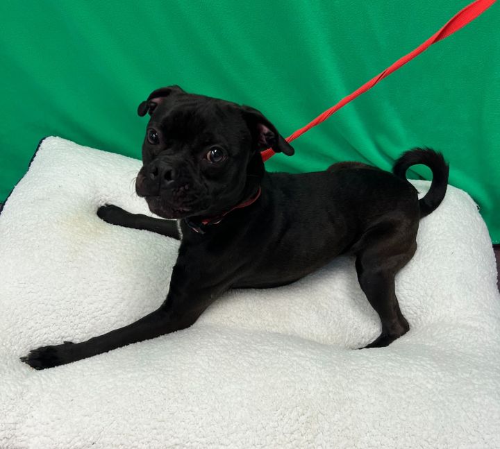 Muggsy, an adoptable Pug Mix in Grapevine, TX_image-2