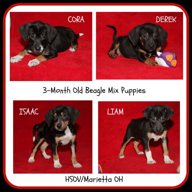 Beagle Mix Puppies (Cora, Derek, Isaac, and Liam) (Photos 3/6/2023) (AdoptionS Pending: Cora & Liam) (Rescue Pending: Derek)