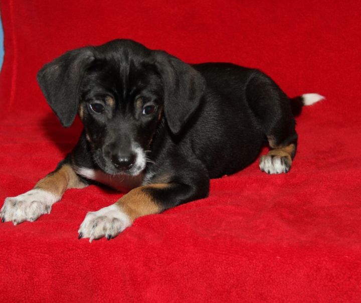 Beagle Mix Puppies (Cora, Derek, Isaac, and Liam) (Photos 3/6/2023) (AdoptionS Pending: Cora & Liam) (Rescue Pending: Derek) 2