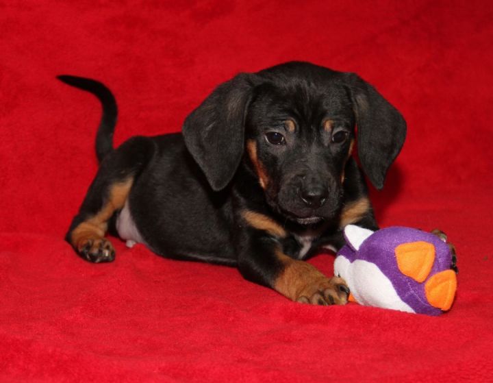 Beagle Mix Puppies (Cora, Derek, Isaac, and Liam) (Photos 3/6/2023) (AdoptionS Pending: Cora & Liam) (Rescue Pending: Derek) 3