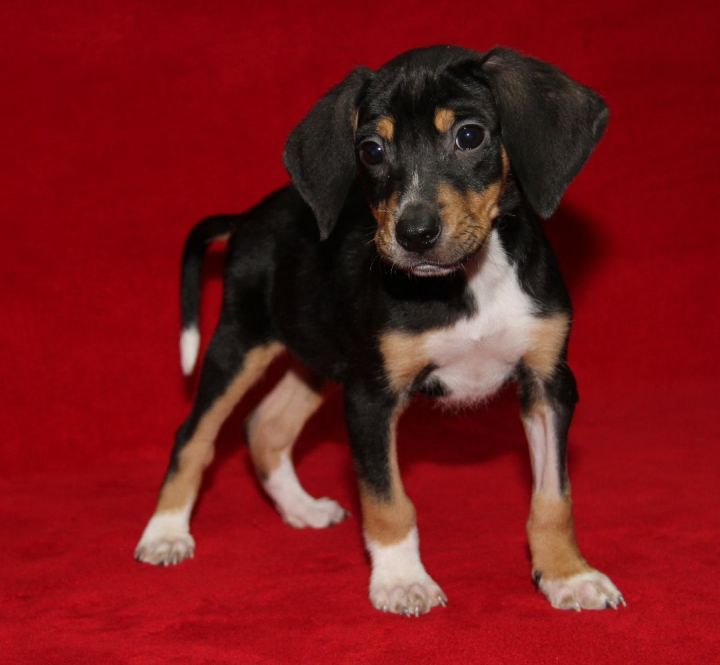 Beagle Mix Puppies (Cora, Derek, Isaac, and Liam) (Photos 3/6/2023) (AdoptionS Pending: Cora & Liam) (Rescue Pending: Derek), an adoptable Beagle Mix in Marietta, OH_image-4