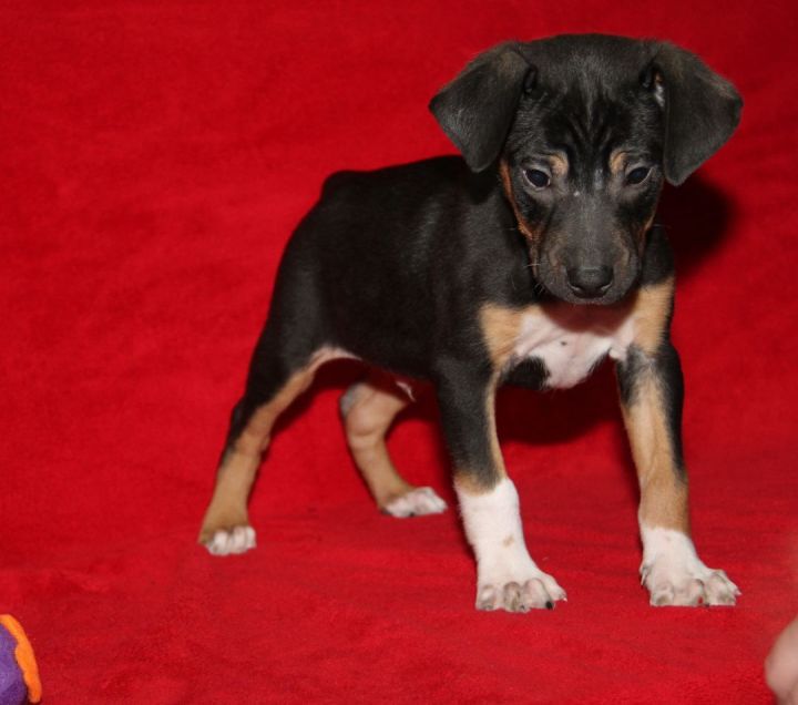Beagle Mix Puppies (Cora, Derek, Isaac, and Liam) (Photos 3/6/2023) (AdoptionS Pending: Cora & Liam) (Rescue Pending: Derek), an adoptable Beagle Mix in Marietta, OH_image-5