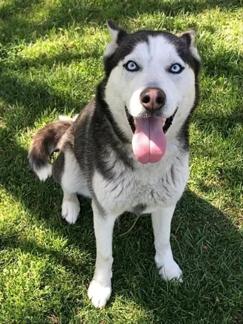 Dog 1