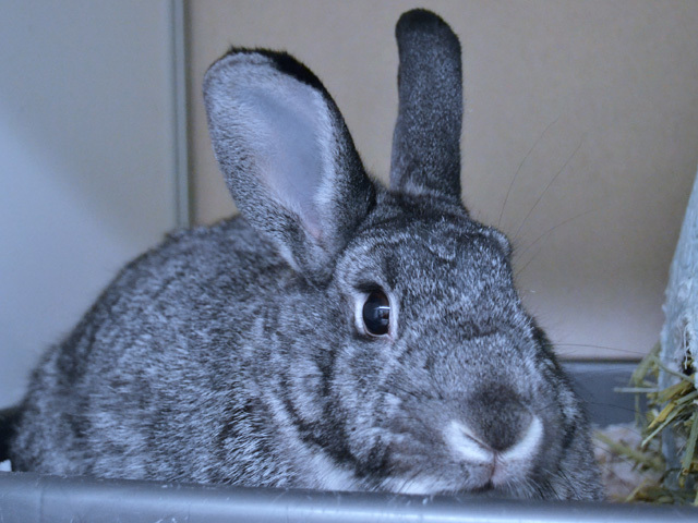 CHAI, an adoptable Bunny Rabbit in Denver, CO_image-1