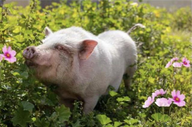 ZENOBIA, an adoptable Pig in Baldwin Park, CA_image-1