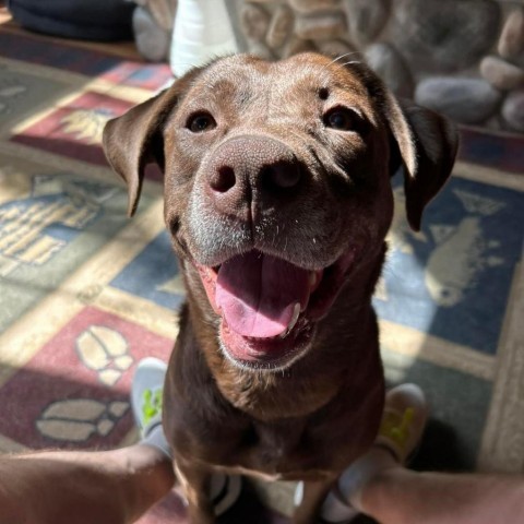 Cushie Mushie, an adoptable Chocolate Labrador Retriever, Mixed Breed in Carroll, IA, 51401 | Photo Image 1