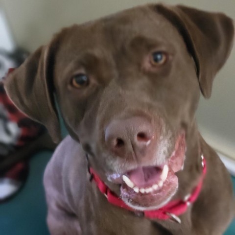Kush, an adoptable Chocolate Labrador Retriever, Mixed Breed in Carroll, IA, 51401 | Photo Image 3