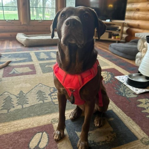 Cushie Mushie, an adoptable Chocolate Labrador Retriever, Mixed Breed in Carroll, IA, 51401 | Photo Image 3