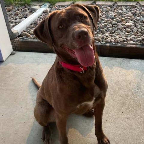 Cushie Mushie, an adoptable Chocolate Labrador Retriever, Mixed Breed in Carroll, IA, 51401 | Photo Image 4