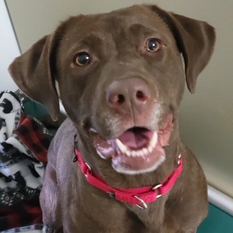 Cushie Mushie, an adoptable Chocolate Labrador Retriever, Mixed Breed in Carroll, IA, 51401 | Photo Image 6