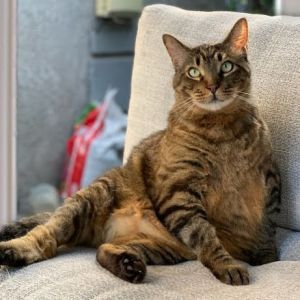 Hi My name is Bobbins and I am an approximately 8 year old 23lb chonky hunk of a tabby cat