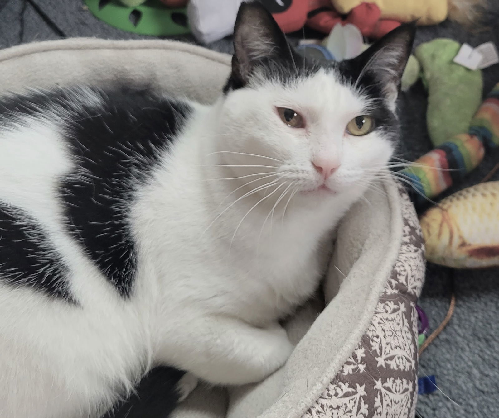 Basketta, an adoptable Domestic Short Hair in Springfield, OR, 97475 | Photo Image 2