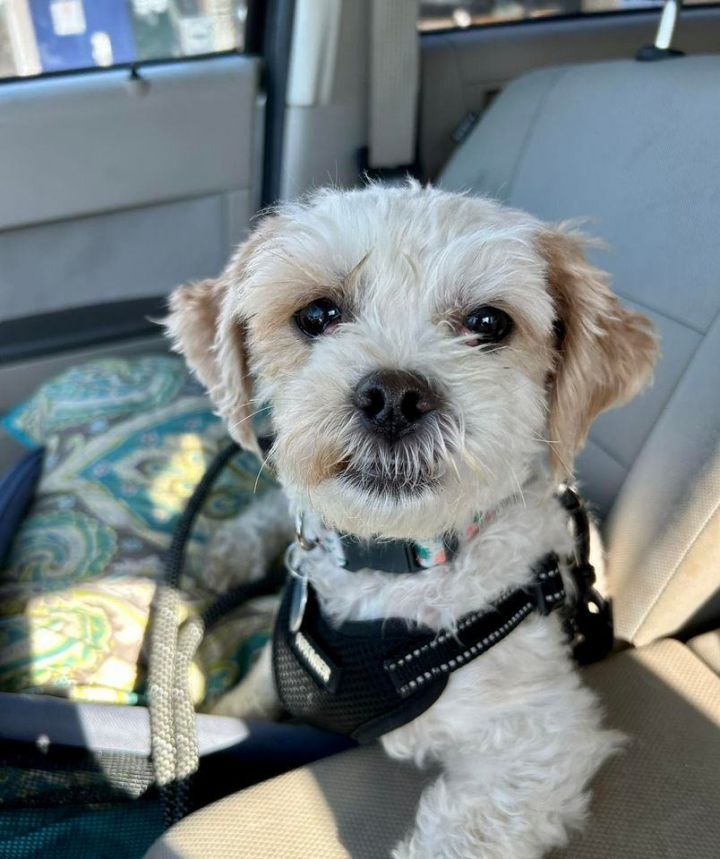 Mops, an adopted Maltipoo Mix in Miami, FL_image-2