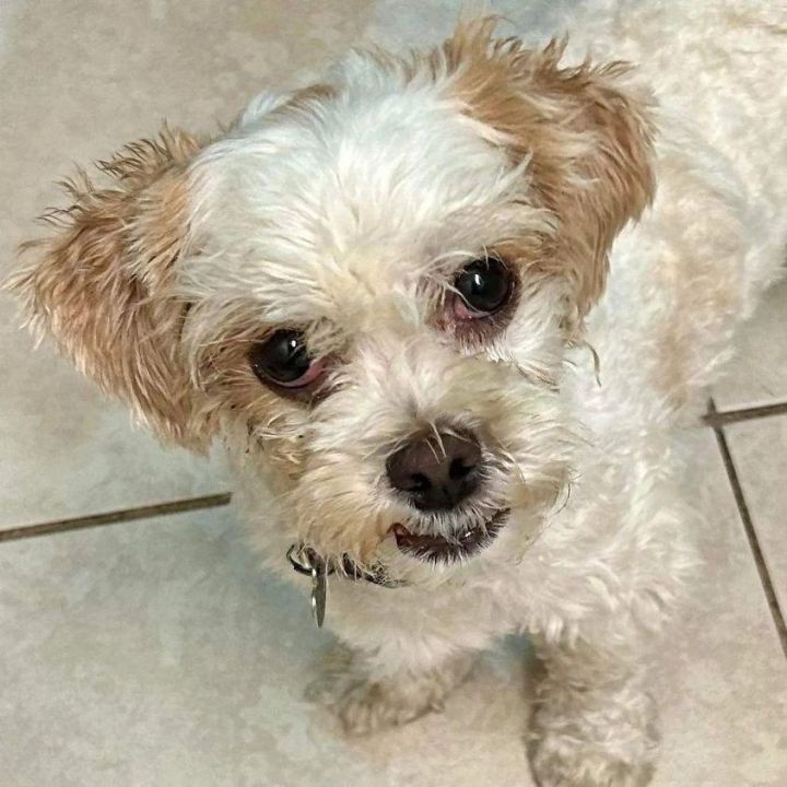 Mops, an adopted Maltipoo Mix in Miami, FL_image-4