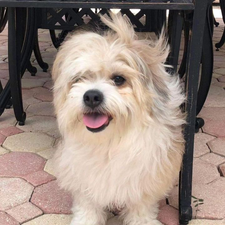 Petfinder havanese sales