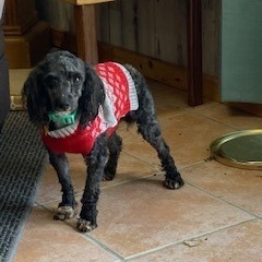 Jacob, an adoptable Miniature Poodle in Springfield, MO_image-2