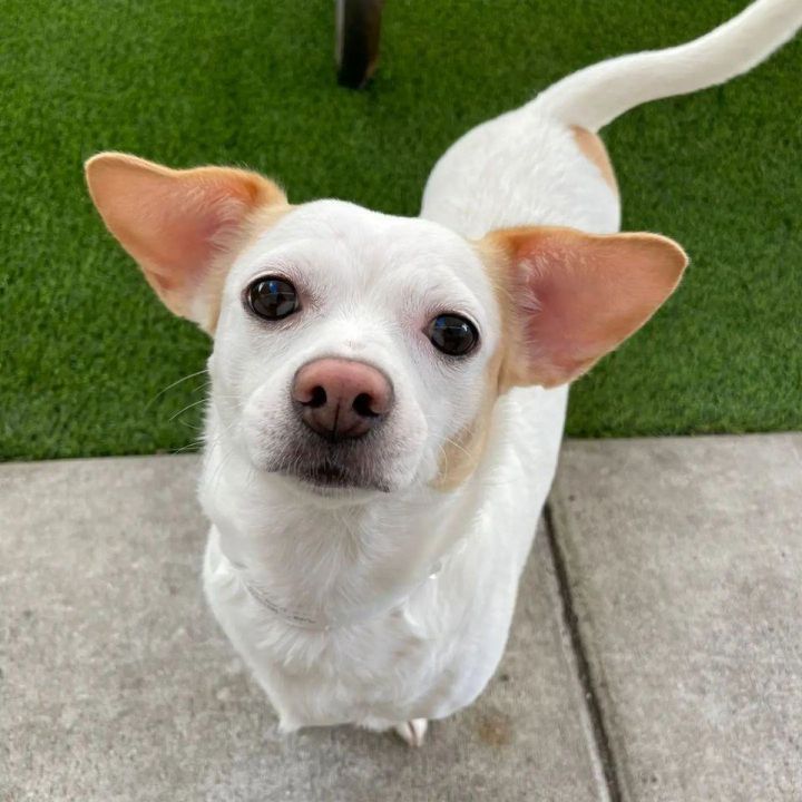 Lola, an adopted Chihuahua & Jack Russell Terrier Mix in Miami, FL_image-1