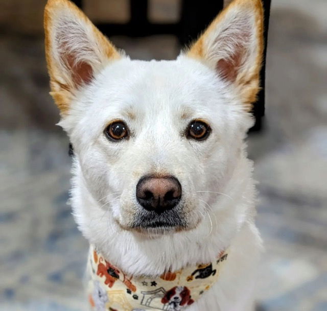 Dog for adoption - Aiden -Handsome Jindo Mix, a Jindo in Seattle, WA ...