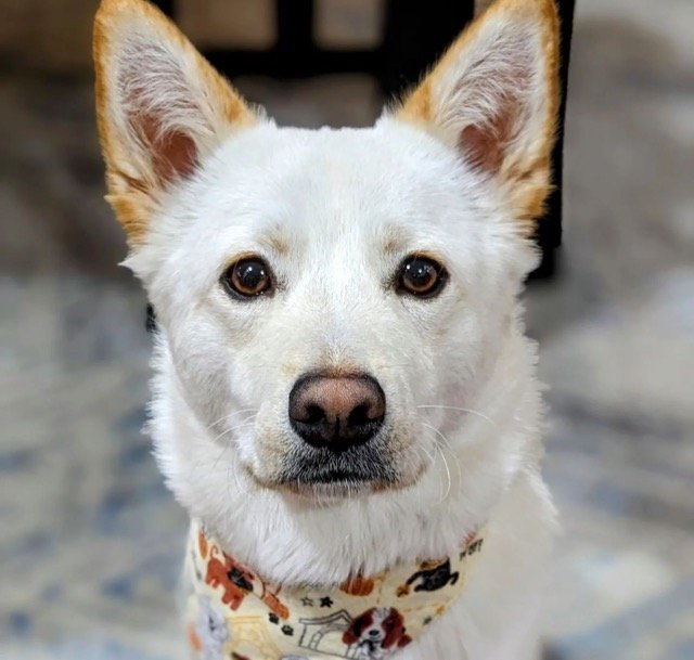 Aiden -Handsome Jindo Mix, an adoptable Jindo in Seattle, WA, 98119 | Photo Image 1