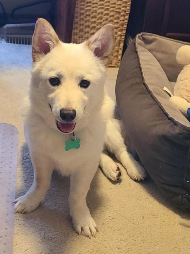 Aiden -Handsome Jindo Mix