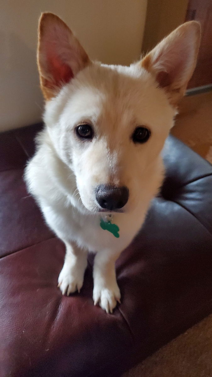 Aiden -Handsome Jindo Mix, an adoptable Jindo in Seattle, WA, 98119 | Photo Image 3