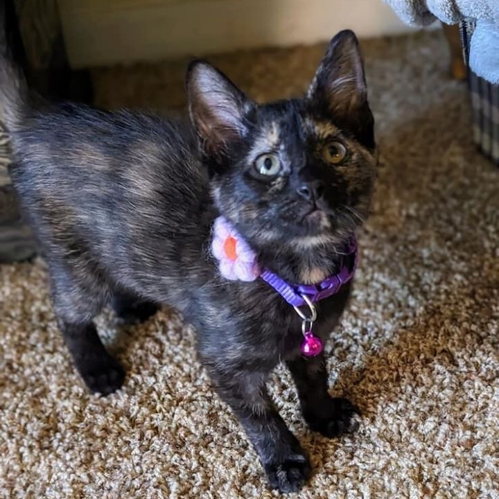 Daphne , an adopted Domestic Short Hair Mix in Springfield, MO_image-1