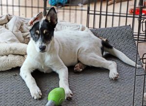 echo white shepherd rescue