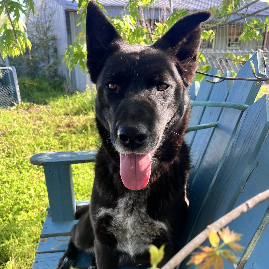 Lokey, an adoptable Shepherd, Mixed Breed in Hackett, AR, 72937 | Photo Image 2