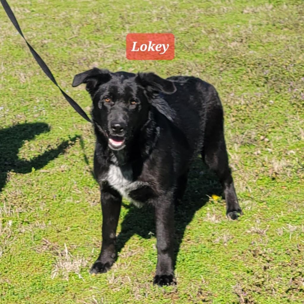 Lokey, an adoptable Shepherd, Mixed Breed in Hackett, AR, 72937 | Photo Image 4