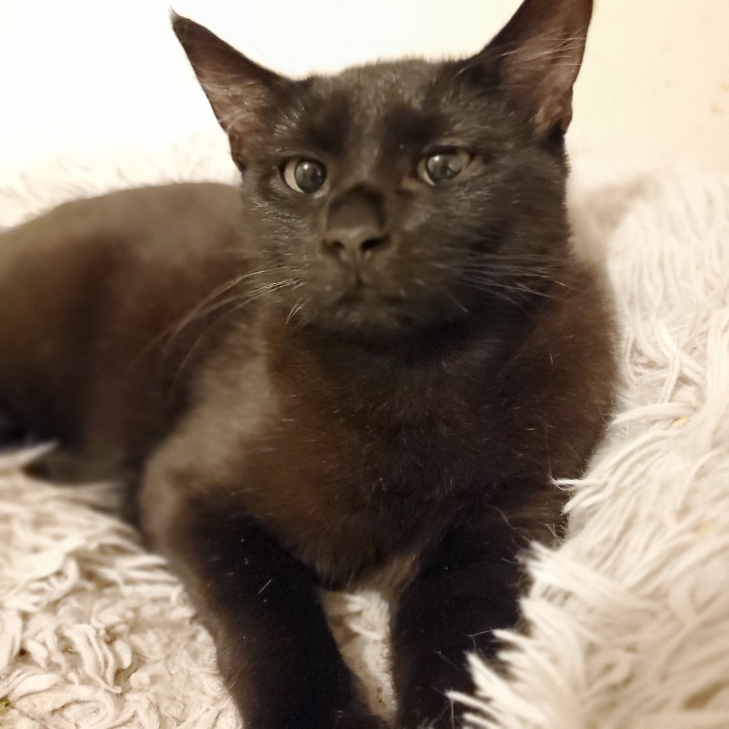 Berry, an adoptable Domestic Short Hair in Heber City, UT, 84032 | Photo Image 1