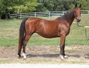 TULIP, Senior Female Saddlebred