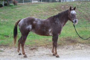 AJ, Adult Female Appaloosa